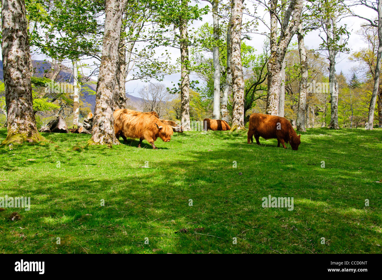 Highland cattle,a Scottish breed of beef cattle with long horns and ...
