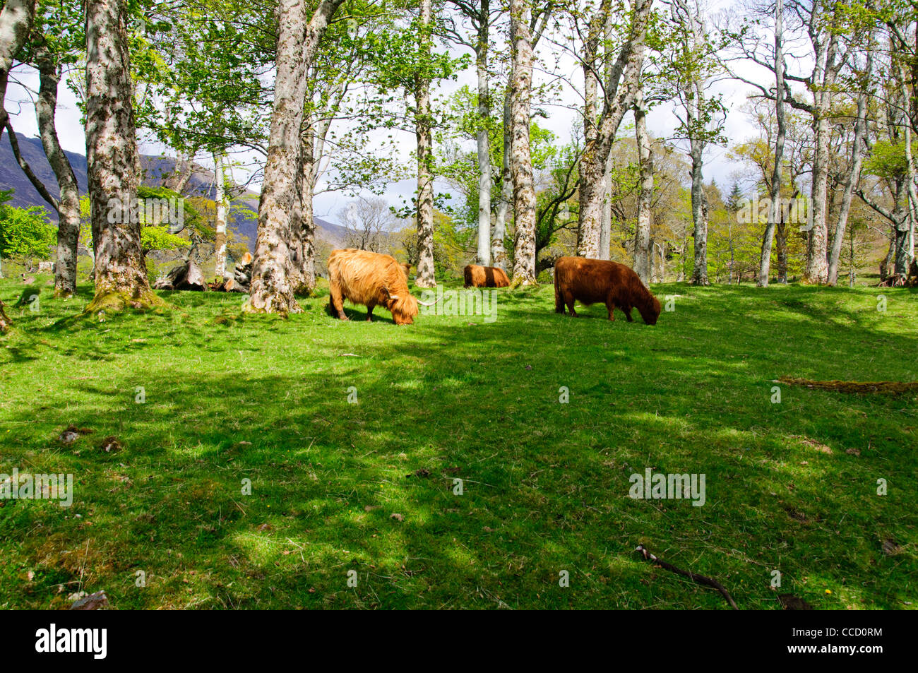 Highland cattle,a Scottish breed of beef cattle with long horns and ...
