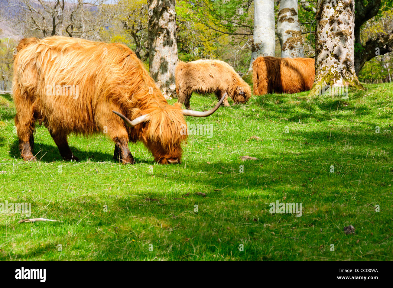 Highland cattle,a Scottish breed of beef cattle with long horns and ...