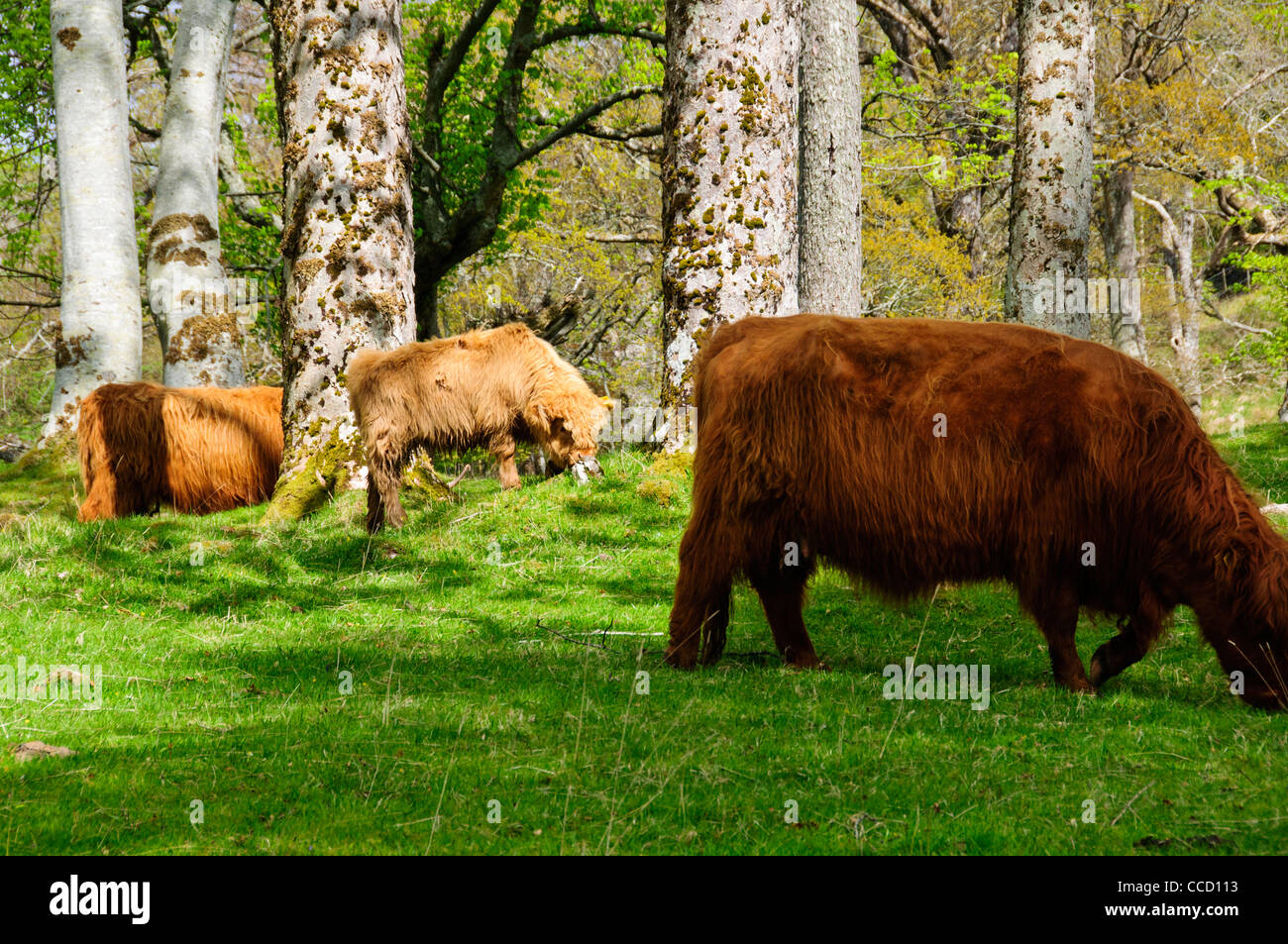 Highland cattle,a Scottish breed of beef cattle with long horns and ...