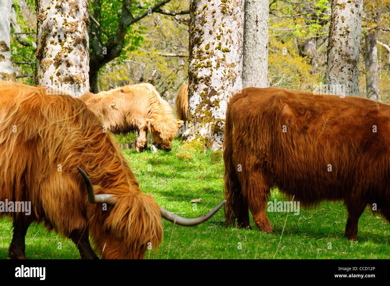 Highland cattle,a Scottish breed of beef cattle with long horns and ...