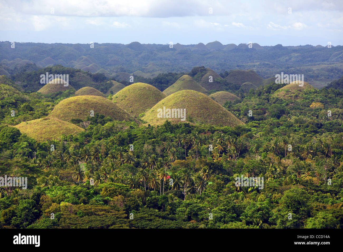 Chocolate Hills national park in Bohol. Carmen, Bohol, Central Visayas