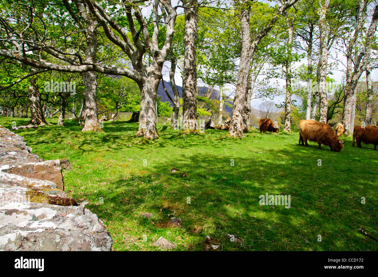 Highland cattle,a Scottish breed of beef cattle with long horns and ...