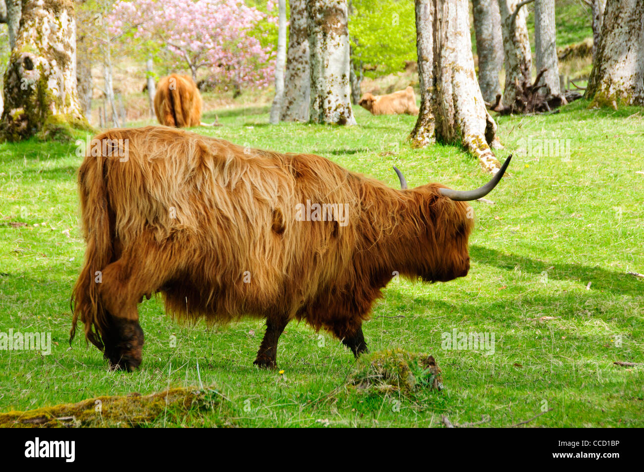 Highland cattle,a Scottish breed of beef cattle with long horns and ...