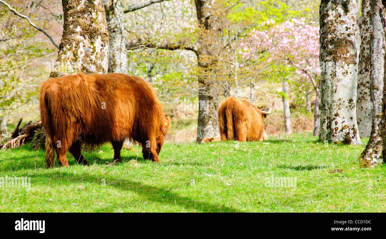 Highland cattle,a Scottish breed of beef cattle with long horns and long wavy  Brown coats,The Walled Garden, Applecross House Stock Photo