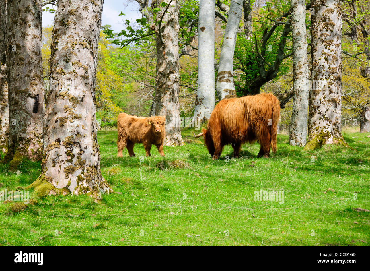 Highland cattle,a Scottish breed of beef cattle with long horns and ...