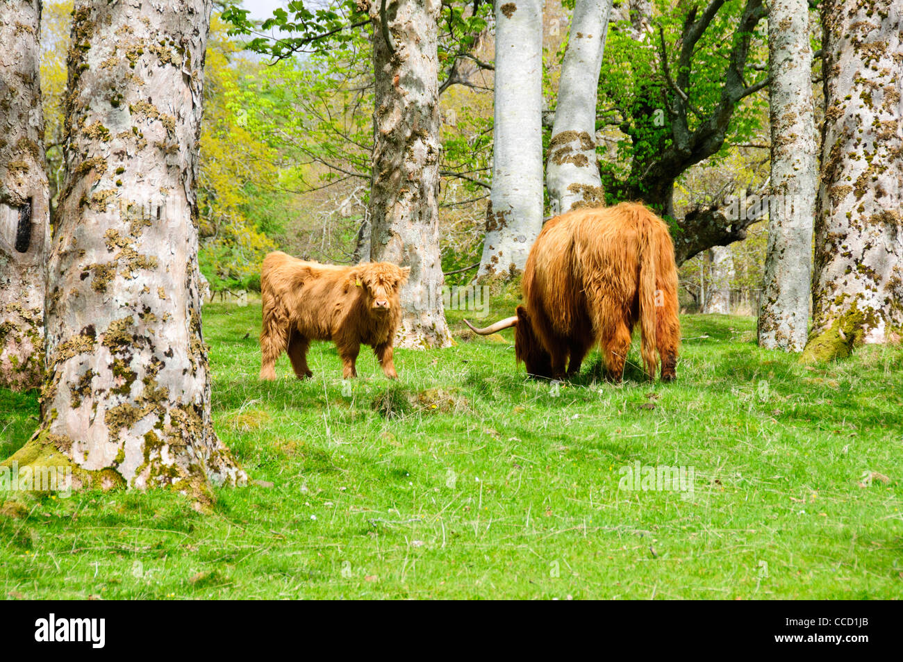 Highland cattle,a Scottish breed of beef cattle with long horns and ...