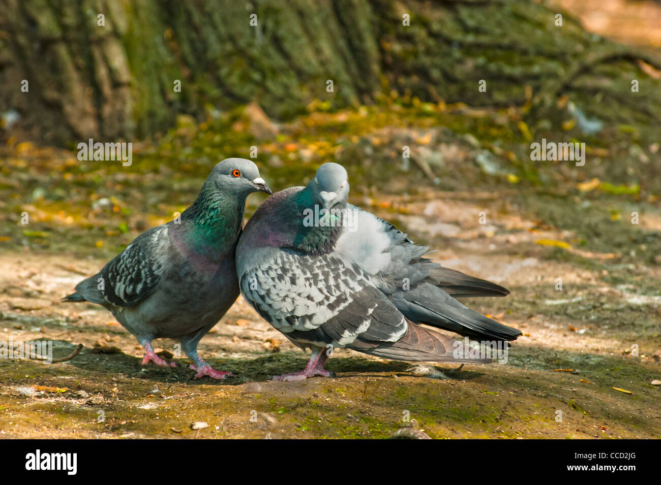 Two pigeons negotiating the pecking order?  Seen at the lakeside in Finsbury Park, North London England UK. Stock Photo