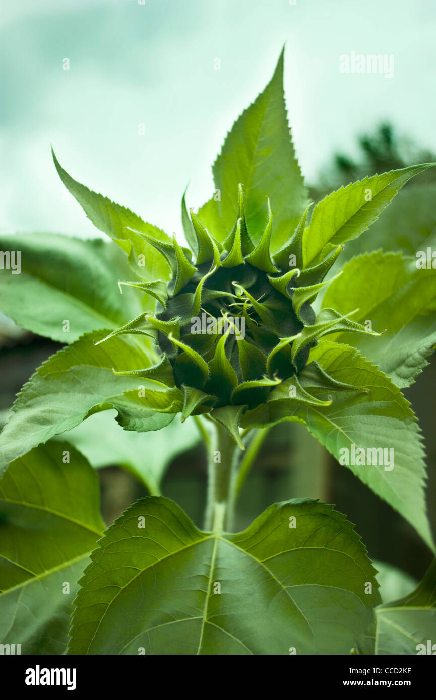 Pre bloom Sunflower seen in North London England UK Stock Photo Alamy