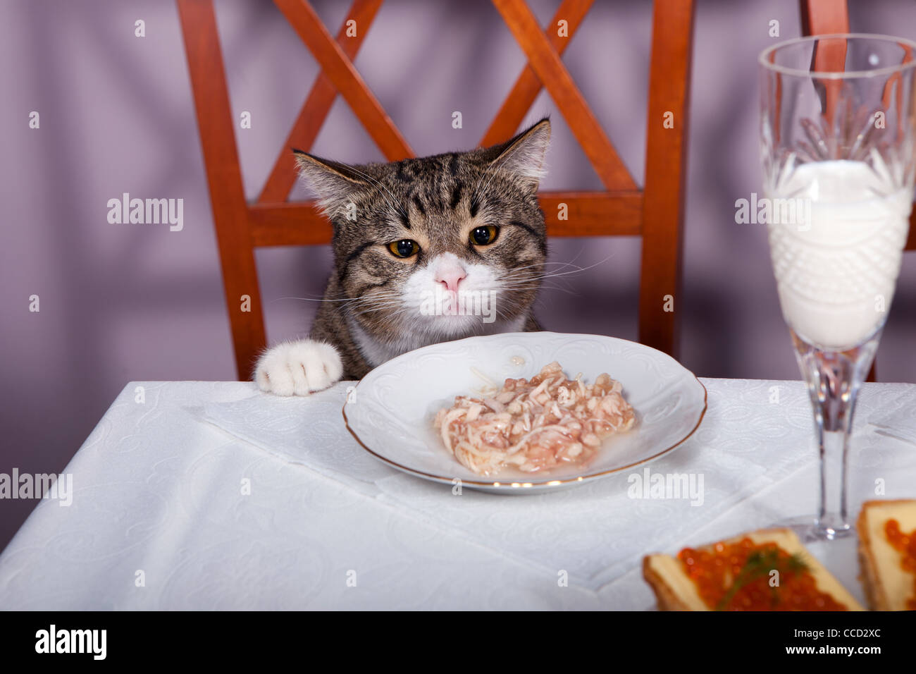 Включи коте ресторан. Котик в ресторане. Котик с Оливье. Котик ест Оливье. Кот в ресторане за столом.