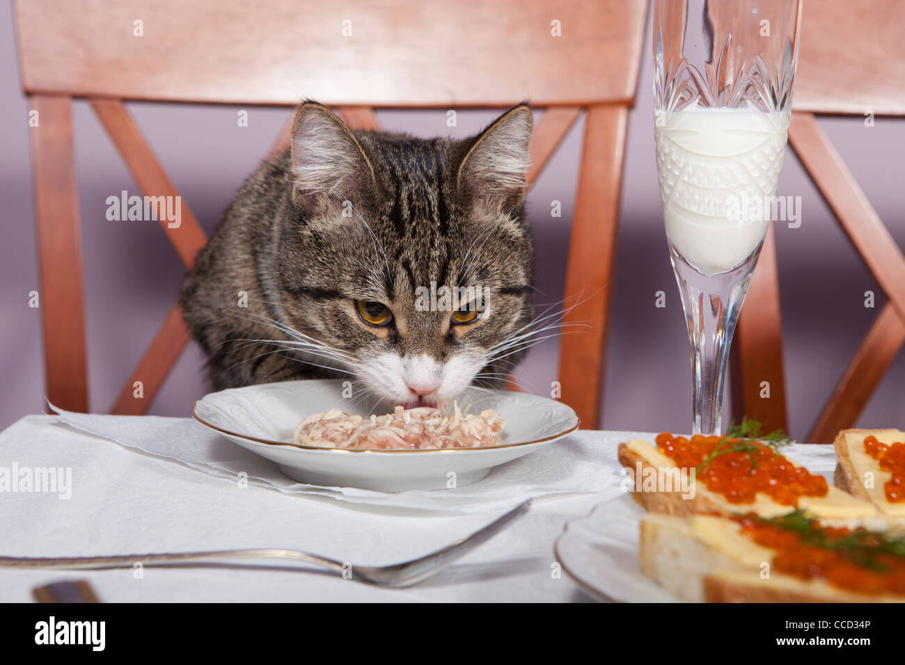Включи коте ресторан. Котик завтракает. Кошка обедает. Котики кушают в ресторане. Коты в ресторане.