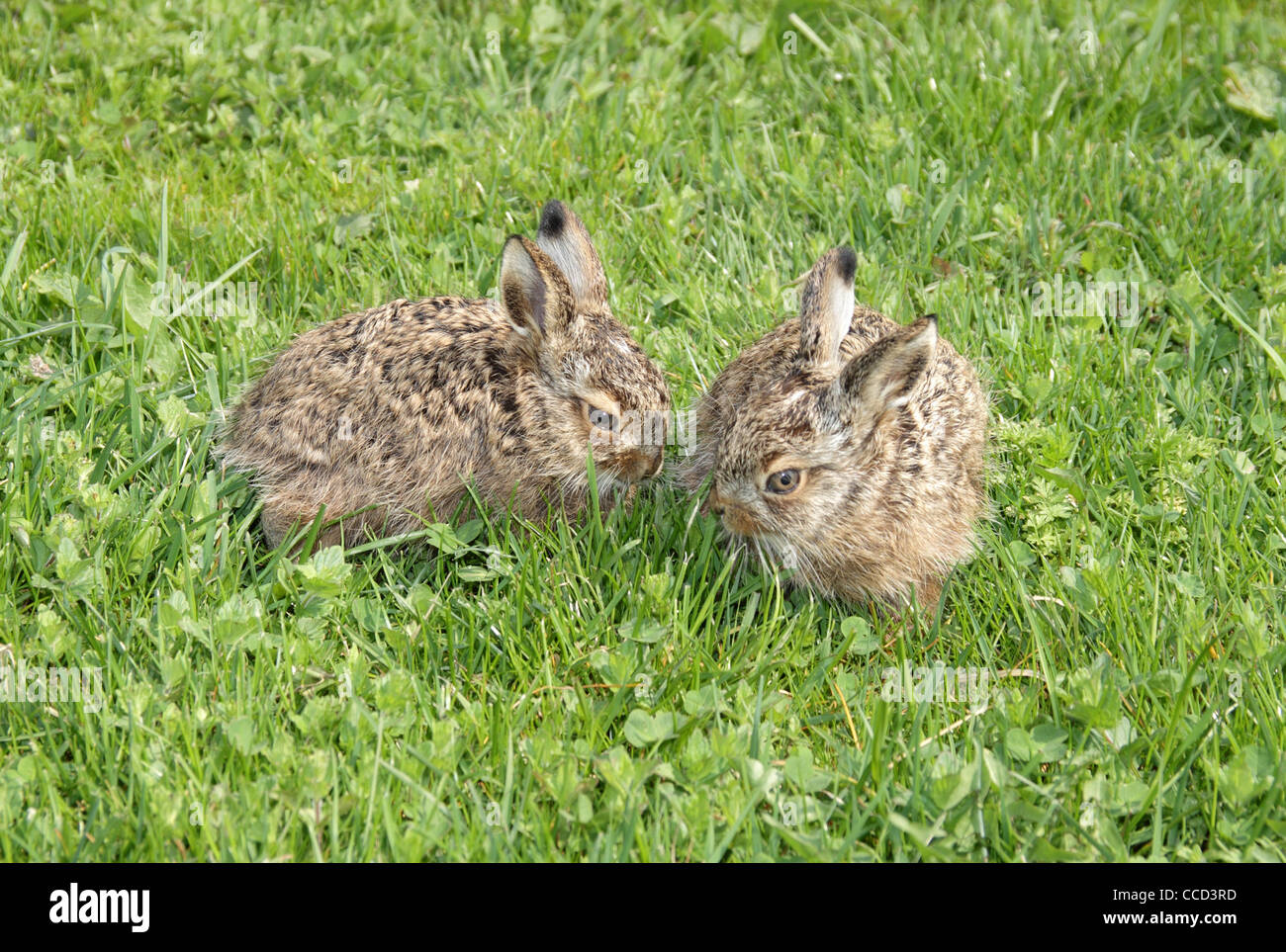 two little hares on the green grass Stock Photo