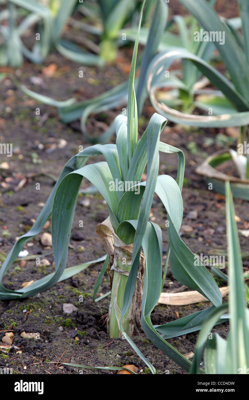 Leeks Plot Leeks growing on a vegetable plot. Variety Musselburgh Stock Photo - Alamy