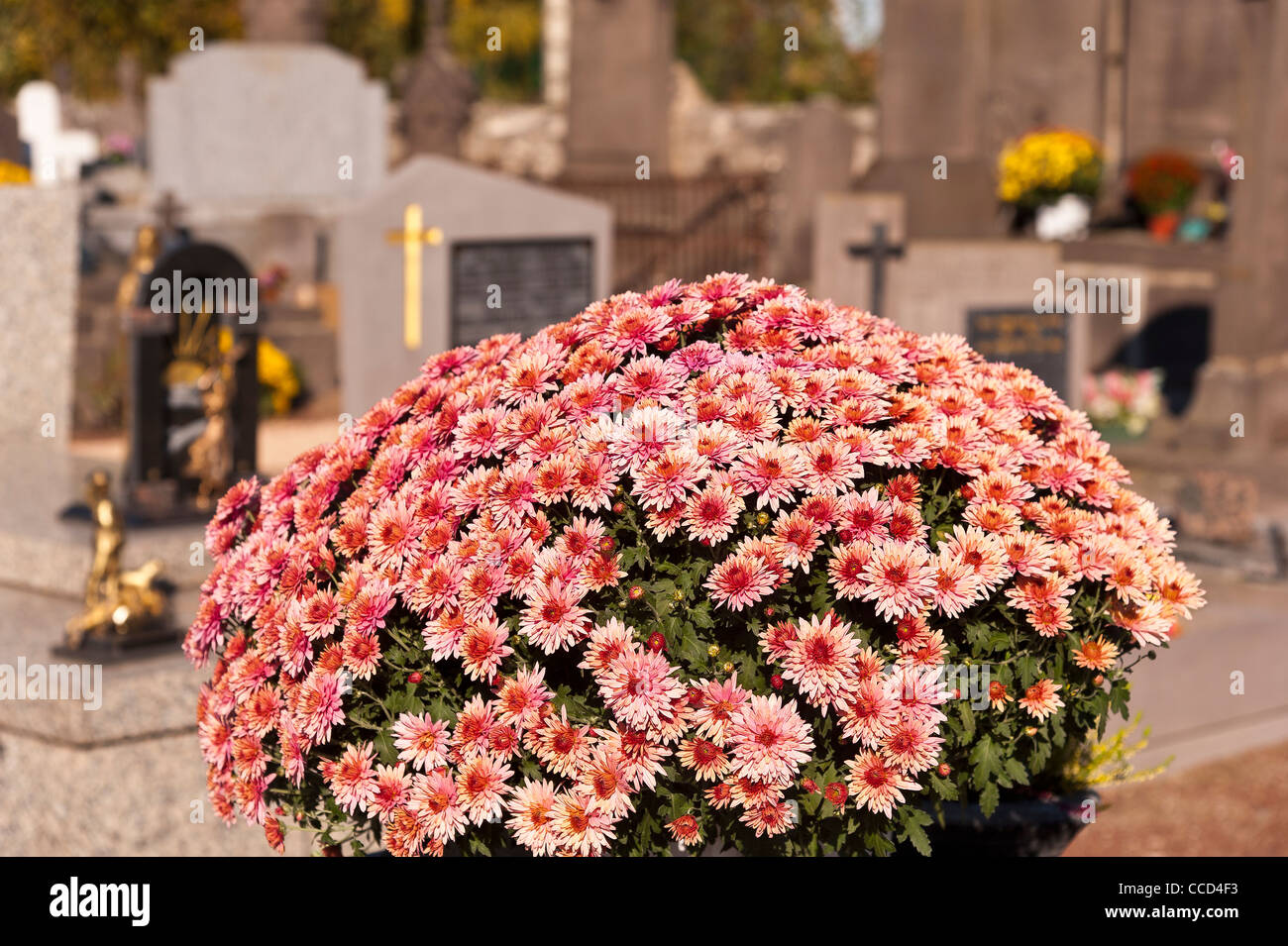 Chrysanthemum on a grave in a cemetery All Saints' Day, France Stock