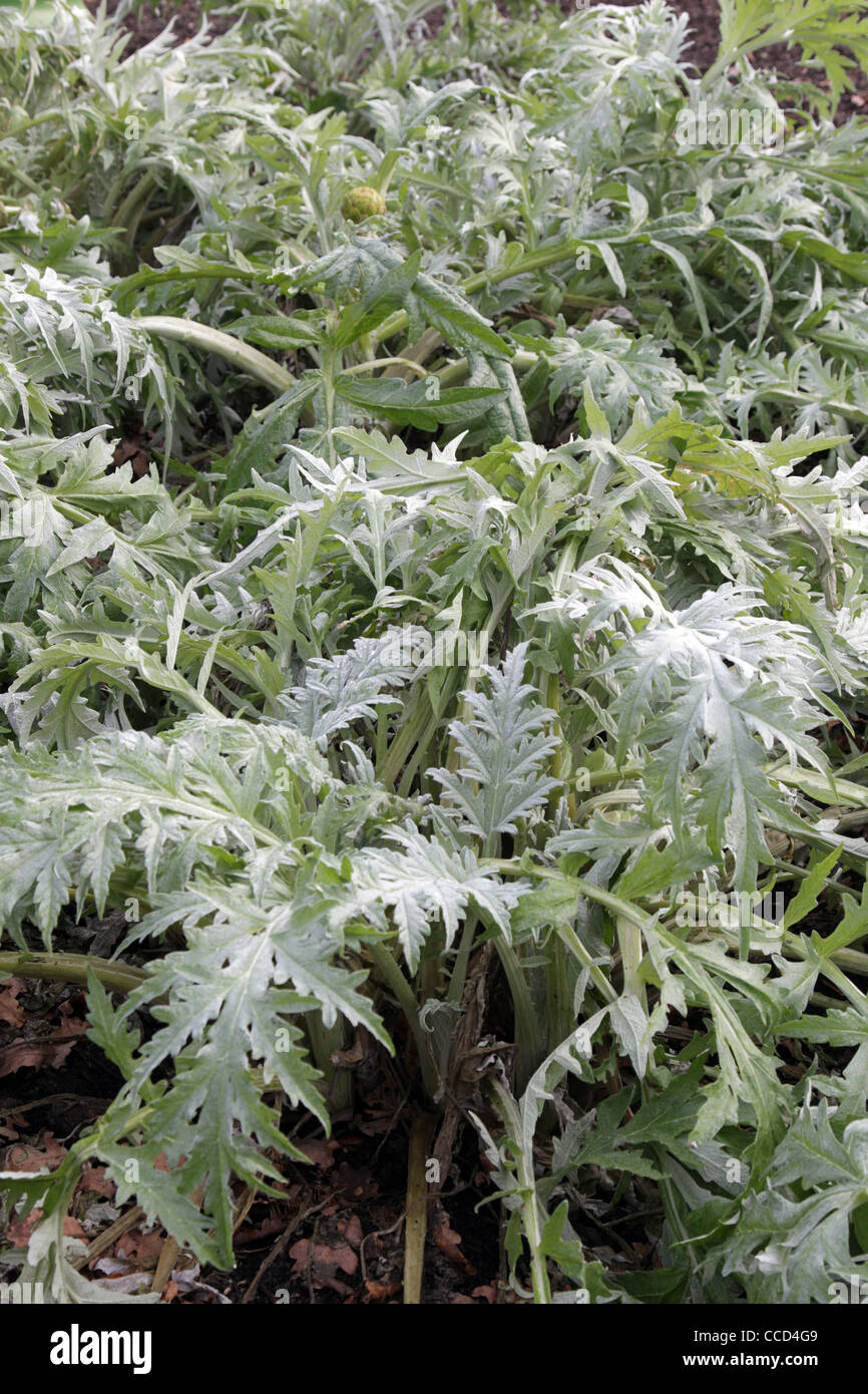 Globe Artichoke plants growing in a vegetable garden. Variety ' Verte