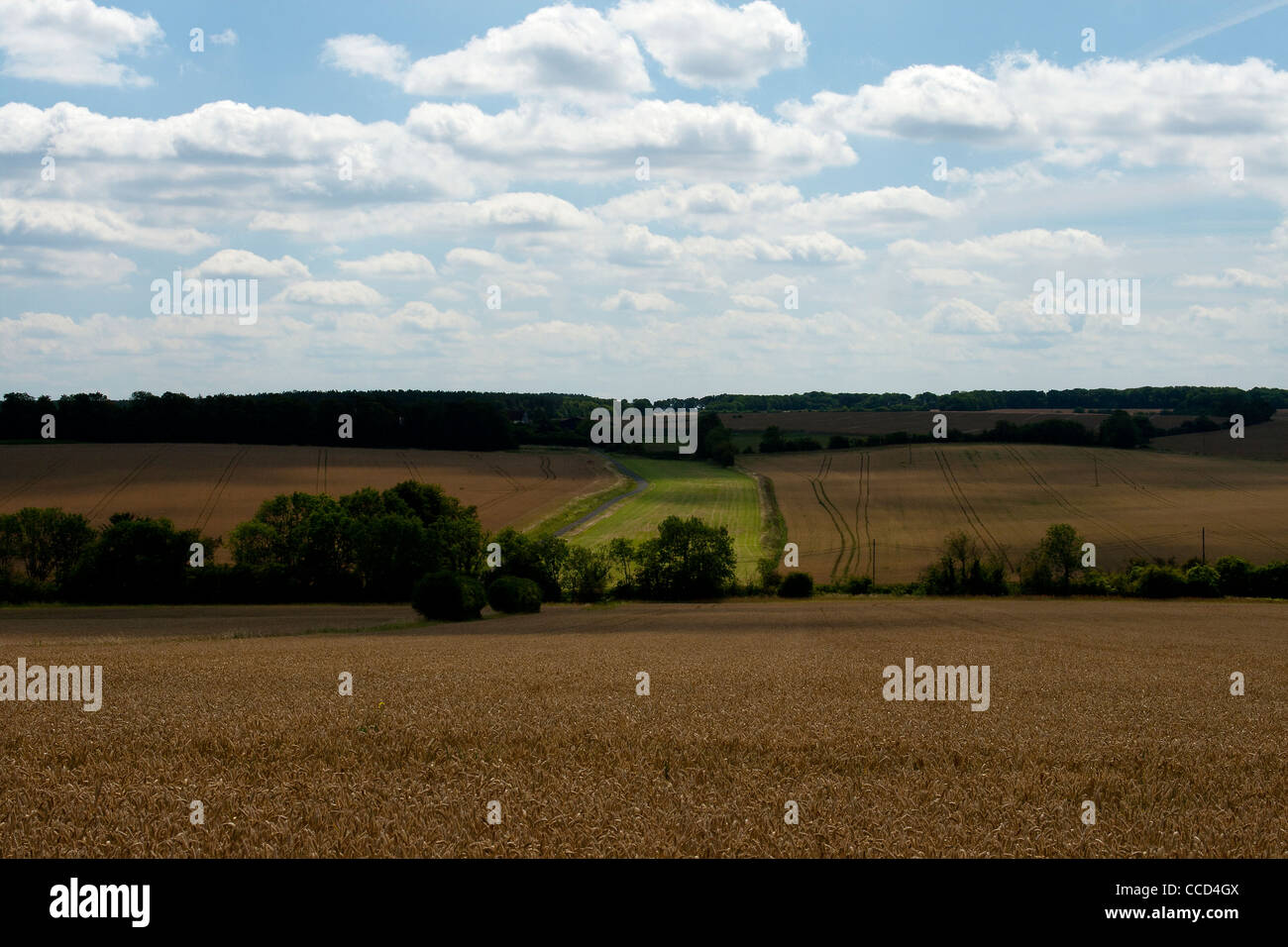 A view over golden fields on a sunny day. Stock Photo