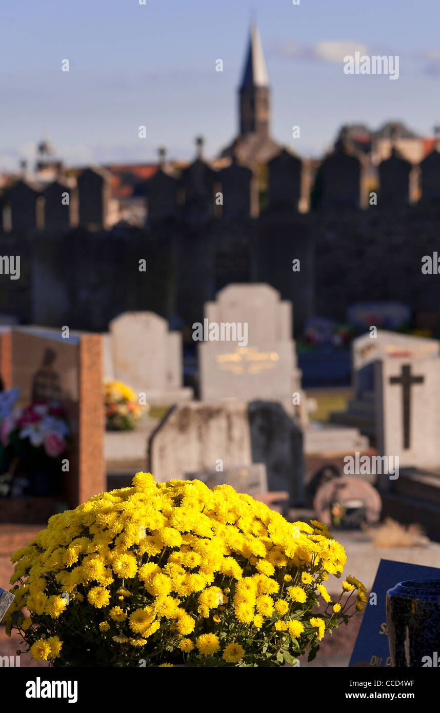 Chrysanthemum on a grave in a cemetery All Saints' Day, France Stock