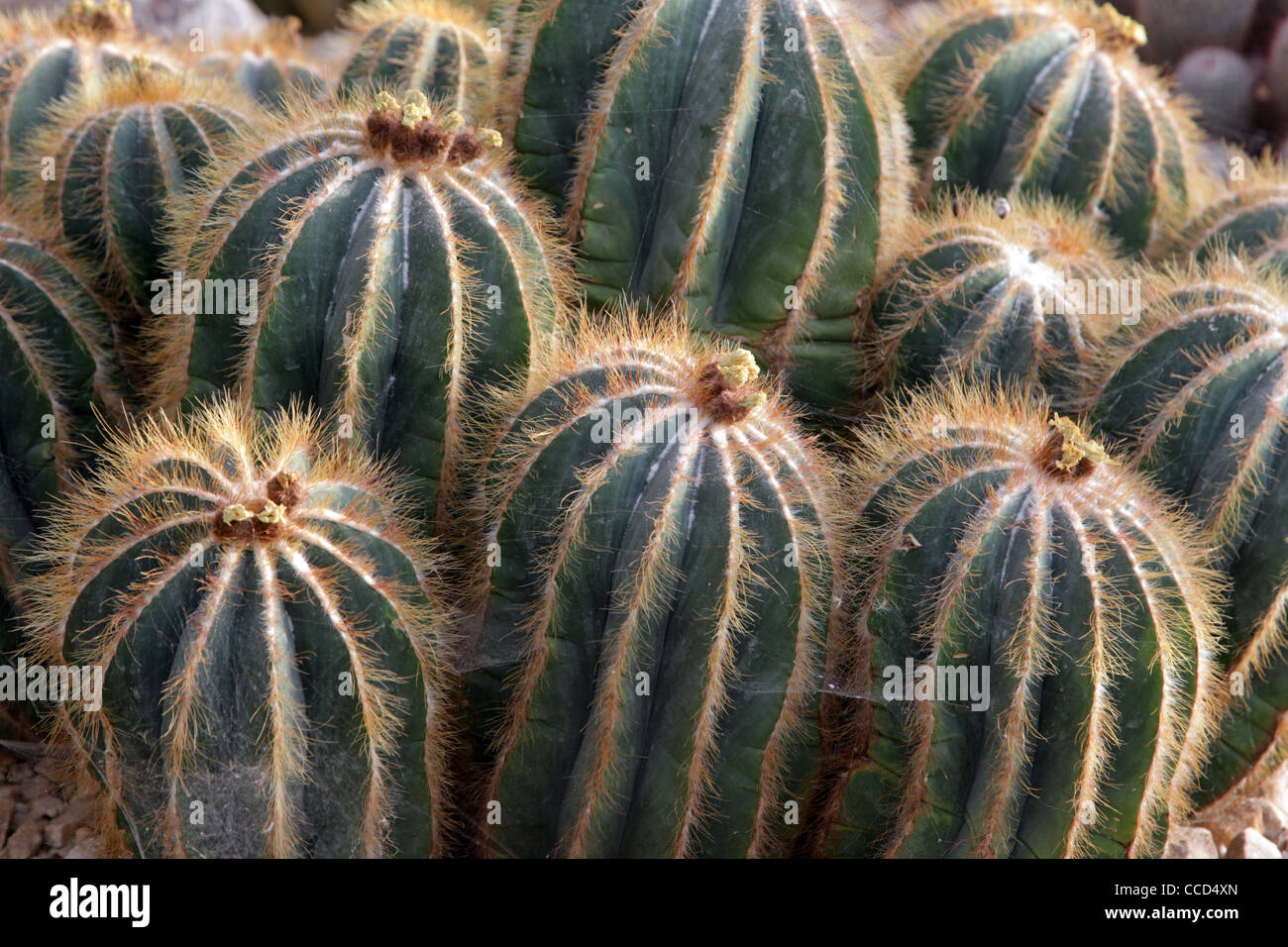 Parodia Magnifica cactus plants Stock Photo