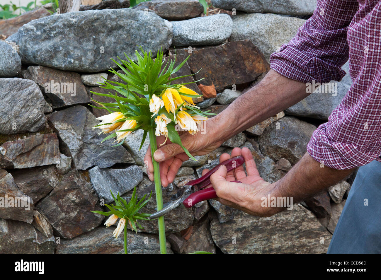 Cut the dead flowers Stock Photo Alamy