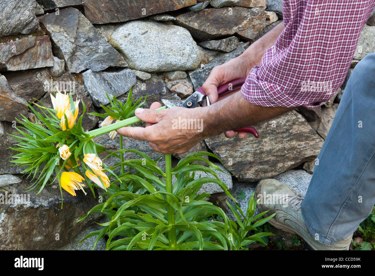 Cut the dead flowers Stock Photo Alamy