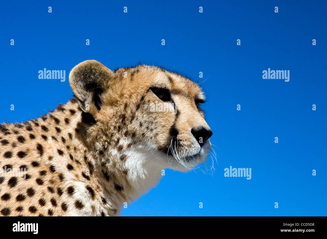 captive female cheetah close up against a deep blue sky, south africa