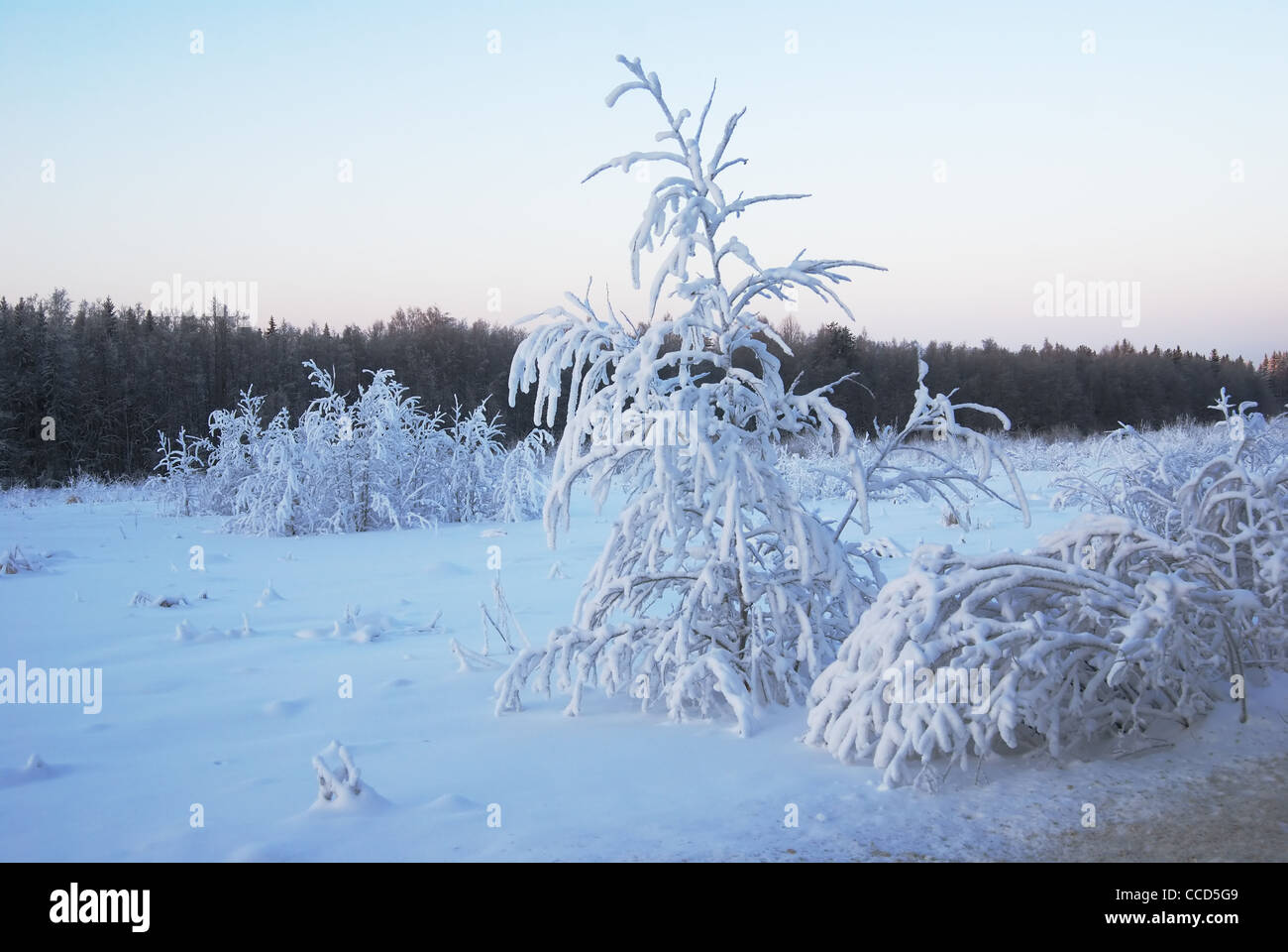 lone trees covered with winter snow Stock Photo Alamy