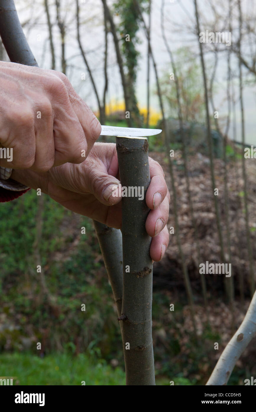 Cleft grafting 2, step 2, with a sharp knife will smooth the cut Stock