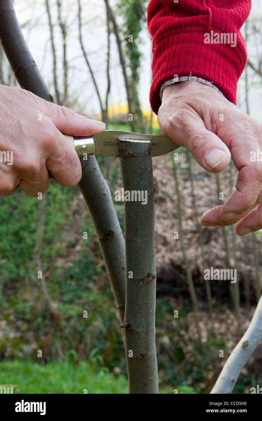Grafting knife hires stock photography and images Alamy