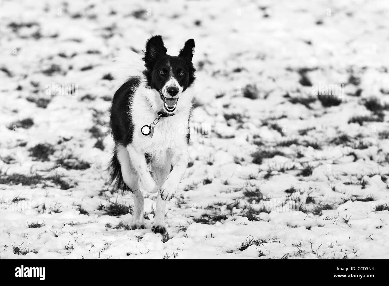 Collie dog bounding through snow Stock Photo