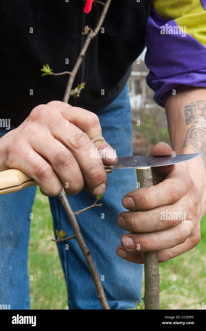 Cleft grafting, step 2, with a sharp knife will smooth the cut Stock Photo Alamy