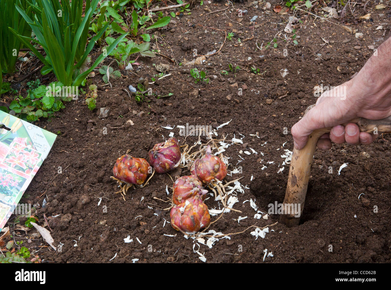 Planting lily bulbs, step 5, with a planter drill a appropriate hole Stock Photo Alamy