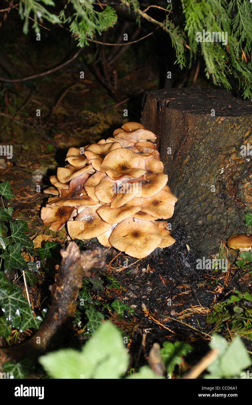 Group of toadstools growing on an old tree stump in Autumn Stock Photo
