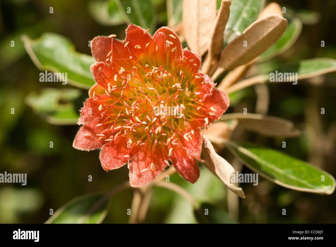 Diplolaena grandiflora, Wild Rose, Tamala Rose or Australian rose Stock Photo
