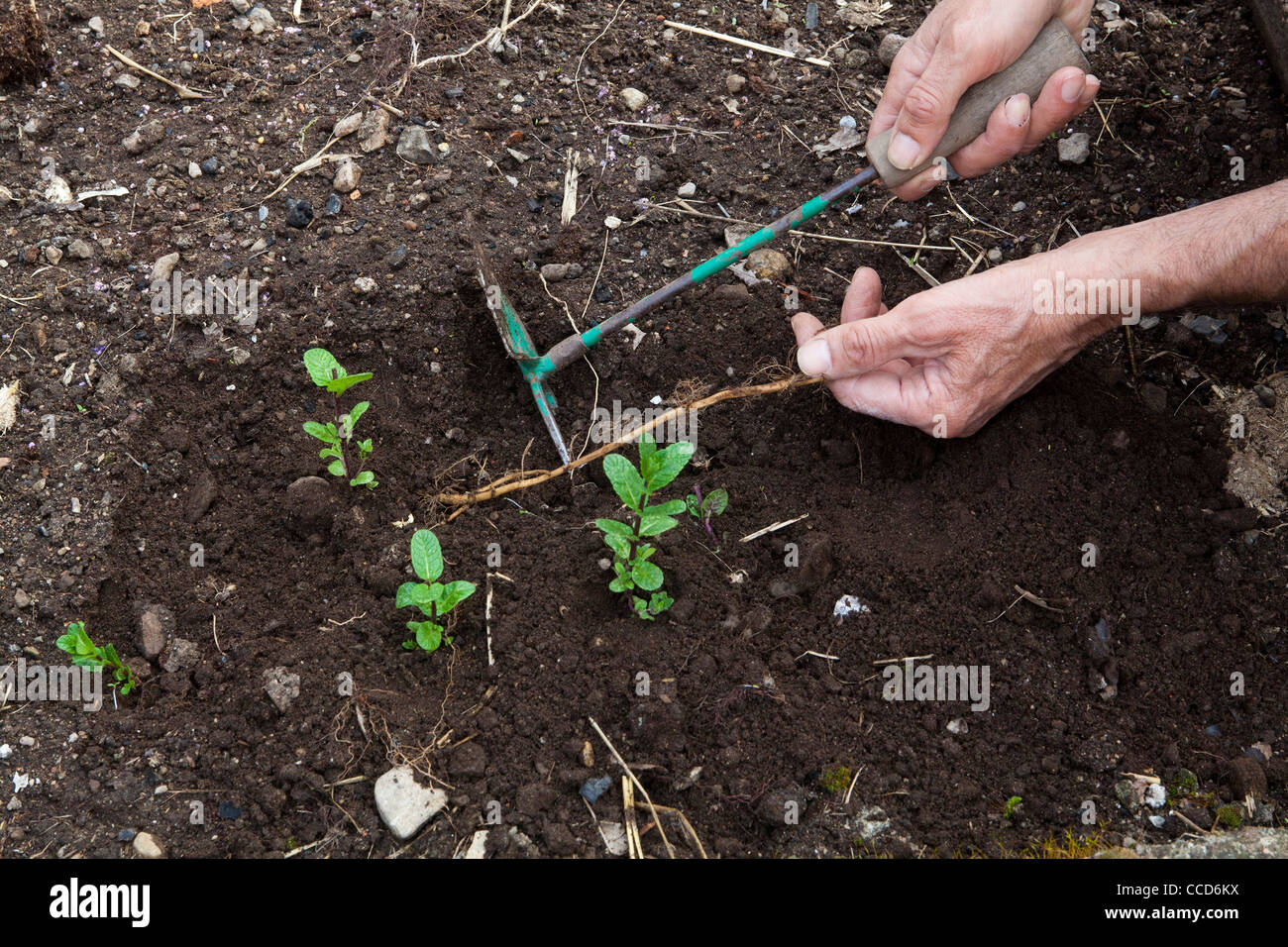 Propagation with roots in pots (mint), step 1, gather long stoloniferous roots of mint Stock