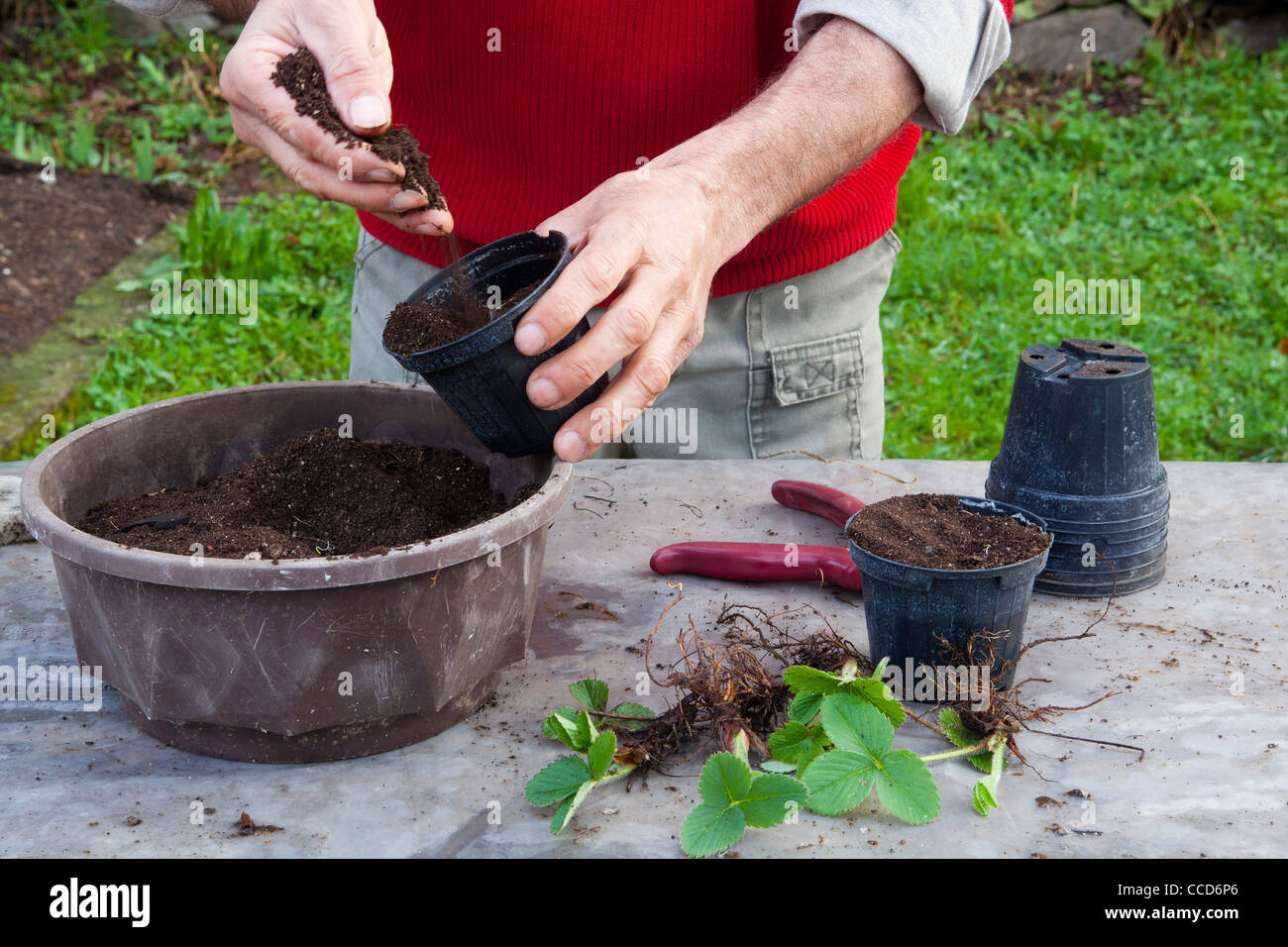 Potting strawberries, step 2, preparing the pots with soil Stock Photo