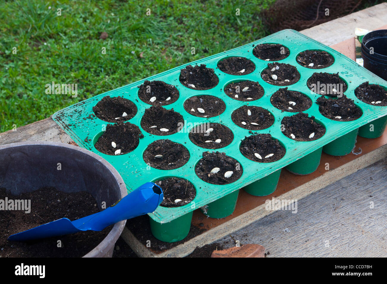 Seeding from seed in plastic plateau (zucchini), step 3, each pot is full Stock Photo