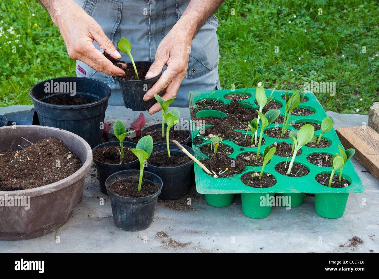 Seeding from seed in a plastic tray (zucchini), step 11, after a few of weeks They are ready to be planted Stock Photo