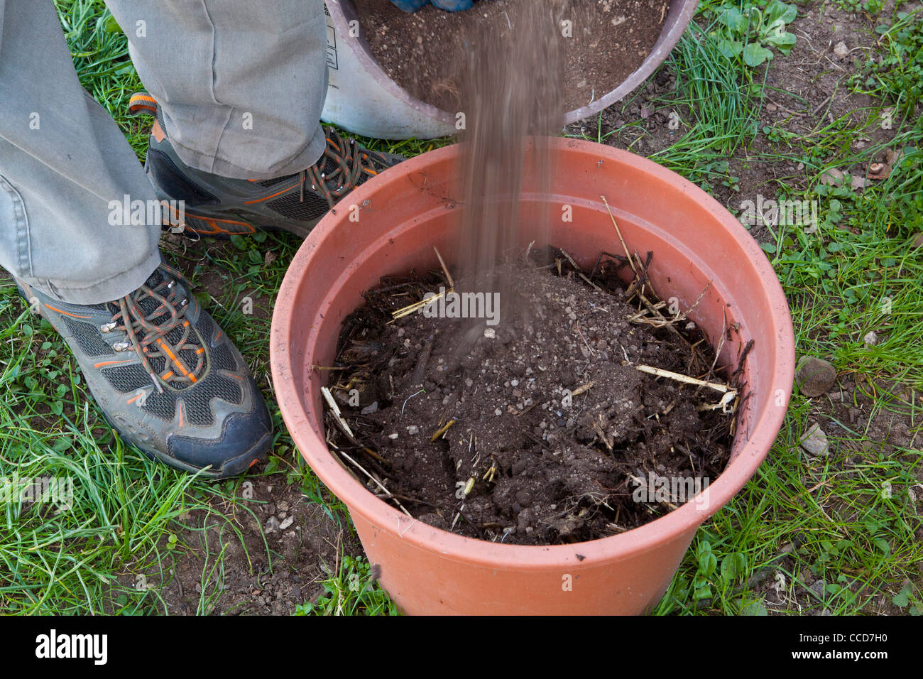 Seeding peas in pots, step 3, add soil Stock Photo