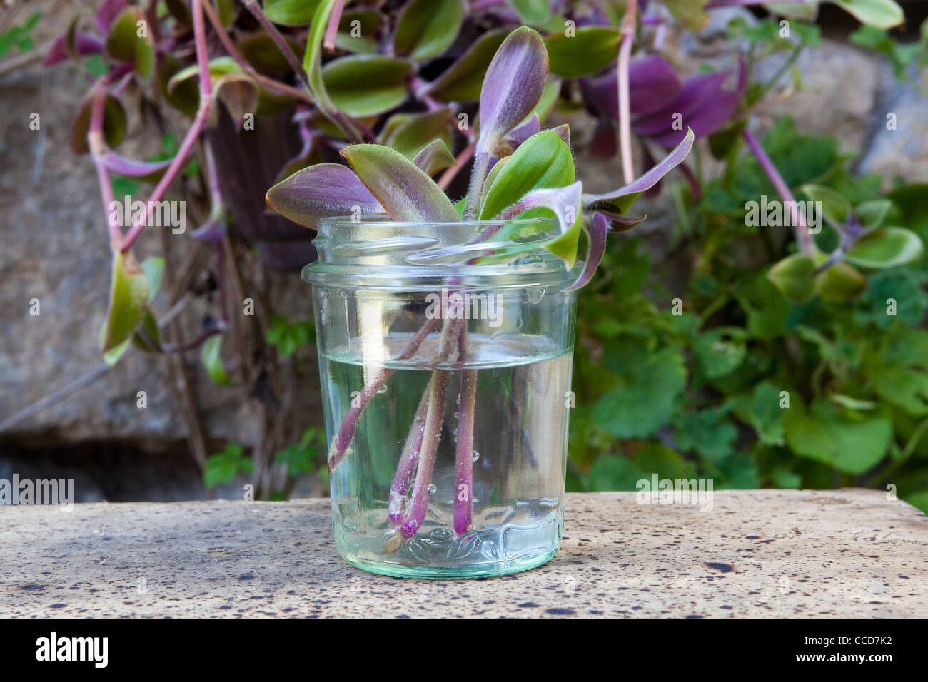 Talee in water (Tradescantia), step 3, make in a glass of water Stock Photo