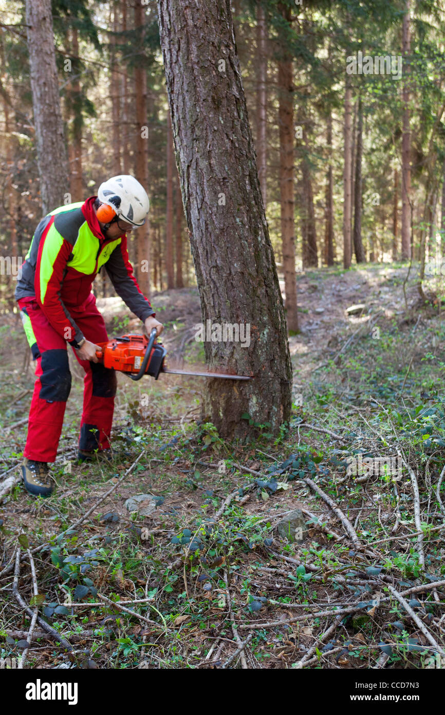 Cutting tree with chainsaw Stock Photo