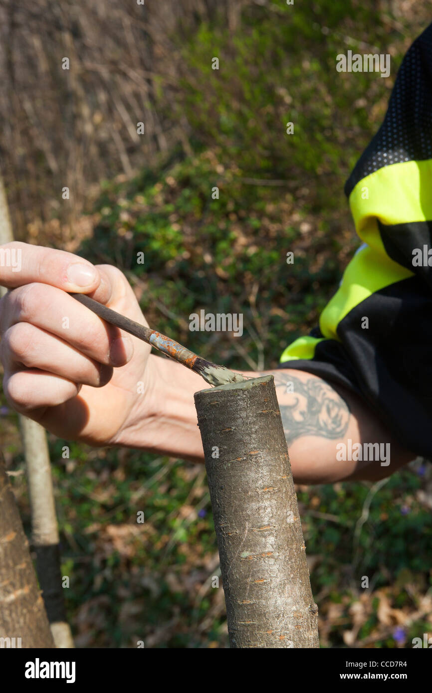Cutting branch, step 3, apply the mastic for pruning Stock Photo