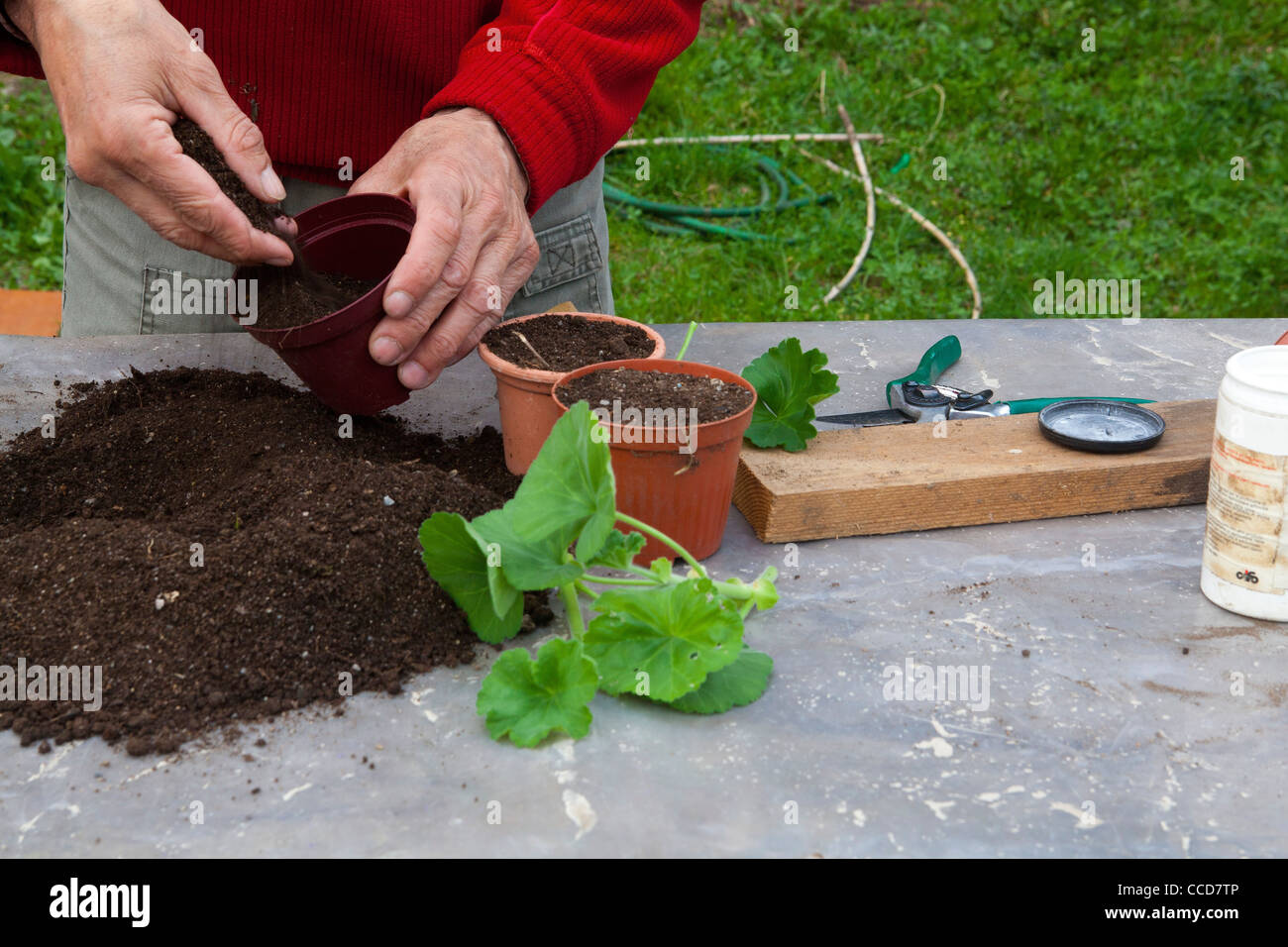 Talee of geraniums, step 3, fill the pots with soil Stock Photo