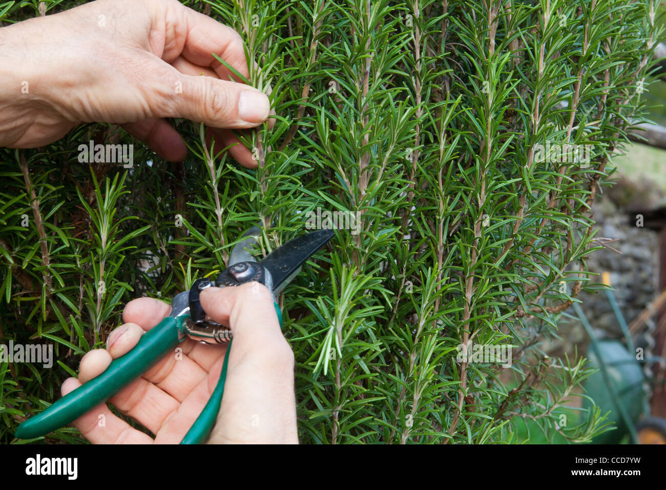 Talee of rosemary, step 1, take the sprigs of rosemary from mother tree Stock Photo