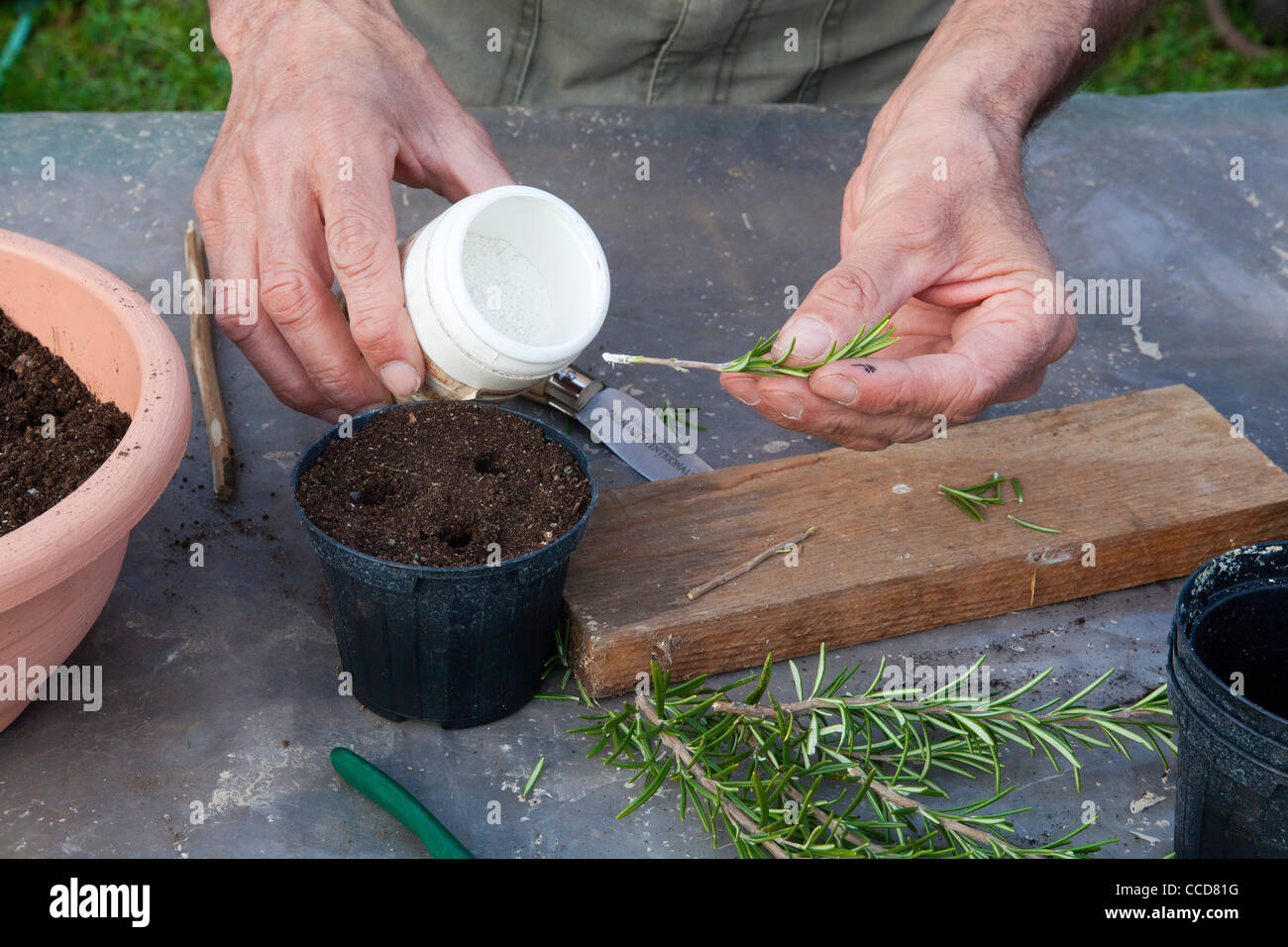 Talee of rosemary, step 7, the in ground applies a hormone that facilitates the release roots Stock Photo