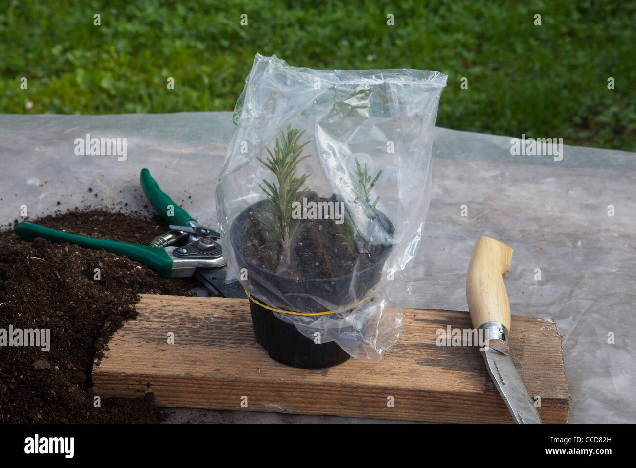 Talee of rosemary, step 11, the pot is wrapped in a plastic bag stopped by a rubber band to keep moisture Stock Photo