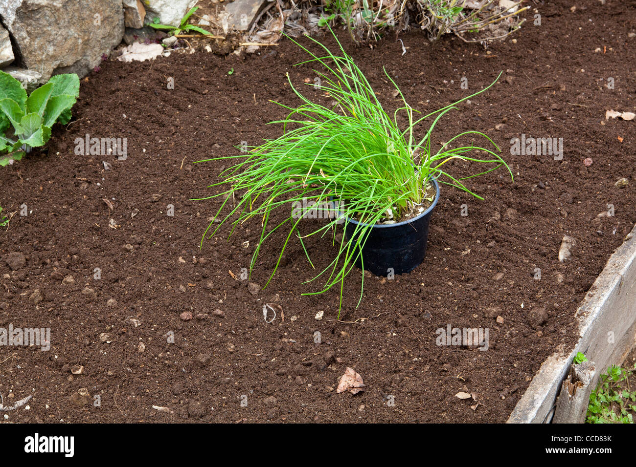 Transplant perennials (chives), step 5, chives in pots Stock Photo