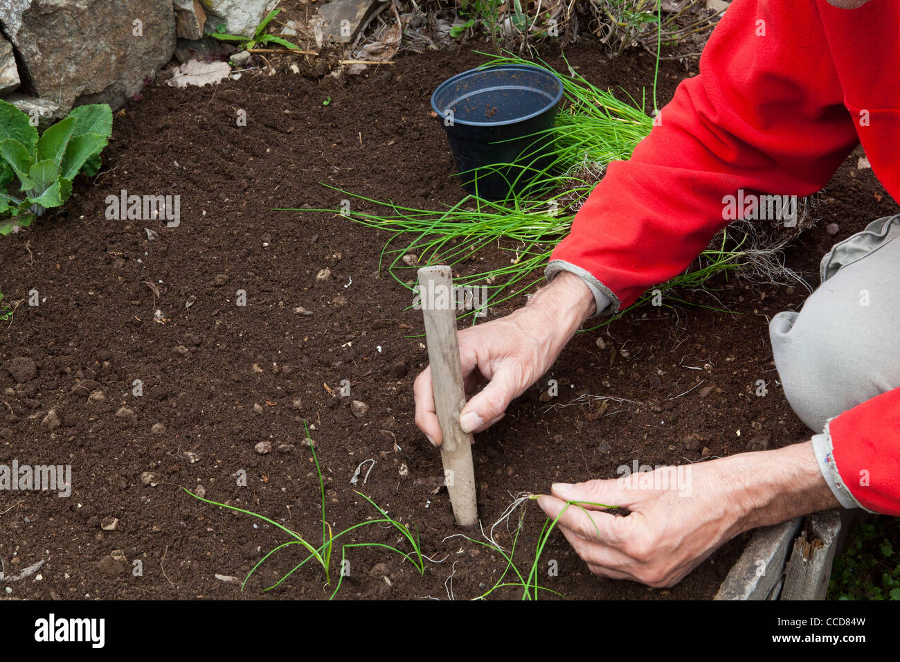 Transplant perennials (chives), step 9, with a planter are made of small holes and place themselves at planting trees Stock Photo