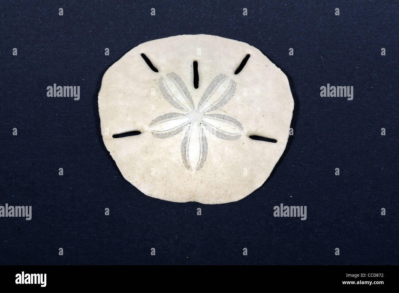 Closeup of a sand dollar isolated on a dark background Stock Photo
