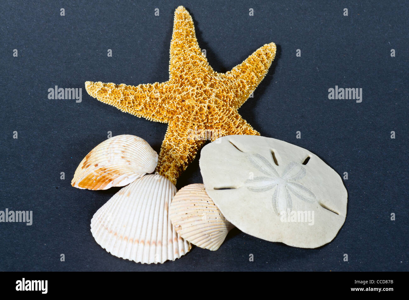 closeup of a group of Starfish shells and sand dollar on a dark background Stock Photo