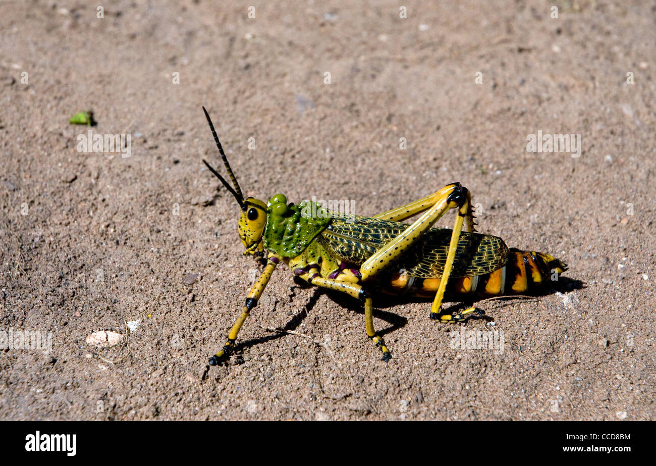 locust species, mossel bay town, south africa Stock Photo